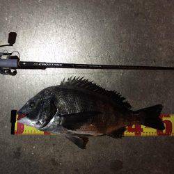 チニングで年なしマチヌ