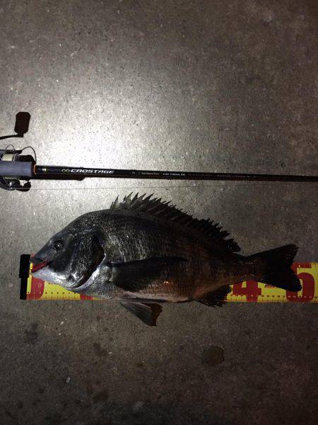 チニングで年なしマチヌ