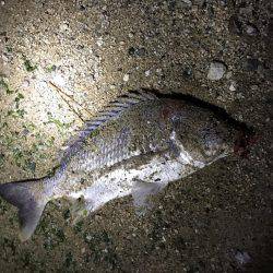 神戸湾奥チニング!ゲキ渋からの…