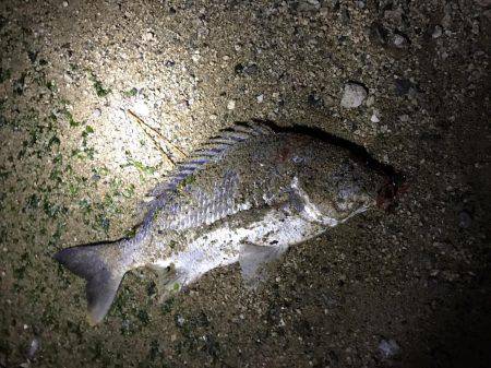 神戸湾奥チニング!ゲキ渋からの…