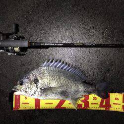 湾奥チニング復活？