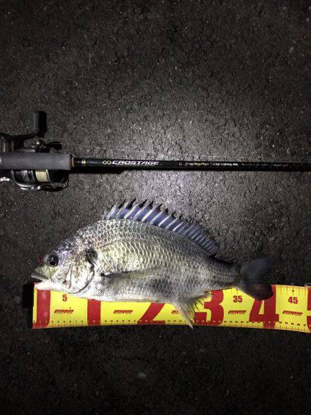 湾奥チニング復活？