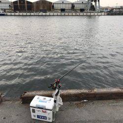 夕まずめ ハネ好釣！