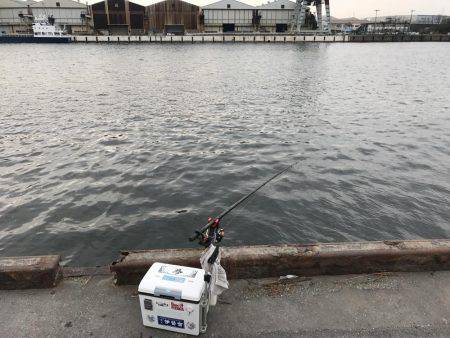 夕まずめ ハネ好釣！