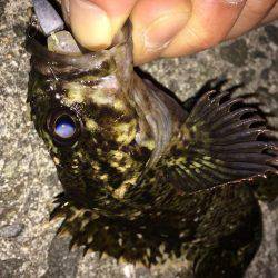 まづめのガシリング