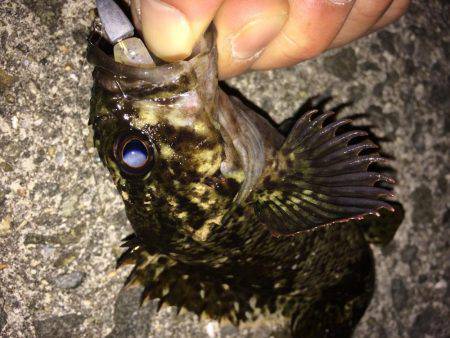 まづめのガシリング