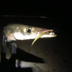 オールナイトカマス