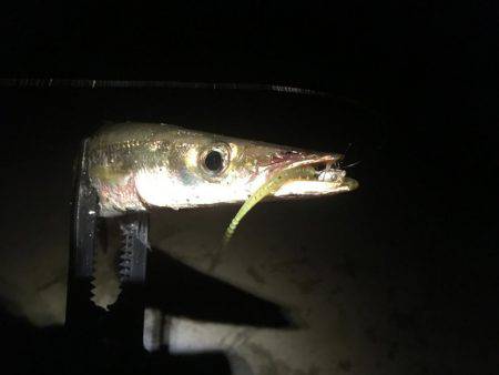 オールナイトカマス