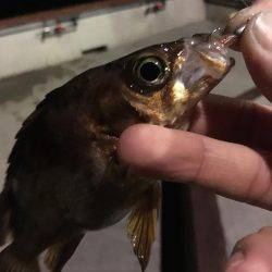 淡路島観光ホテルのメバル