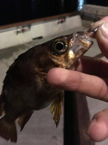 淡路島観光ホテルのメバル