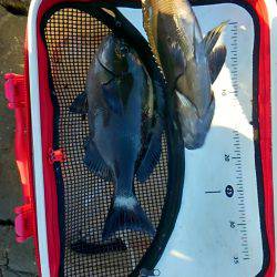 太地でグレ釣り