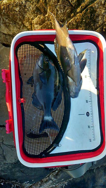 太地でグレ釣り