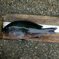 潮岬でグレ釣り