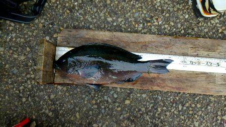 潮岬でグレ釣り