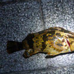 子供とロック狙い