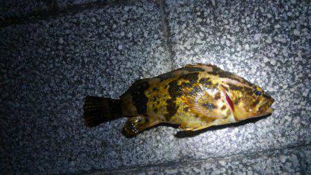 子供とロック狙い