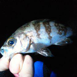 ビミョーな釣果…