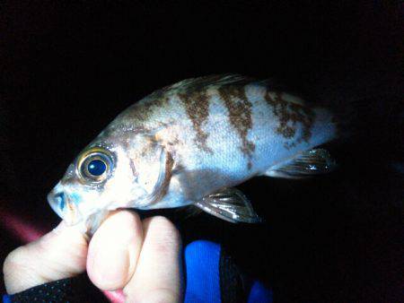 ビミョーな釣果…