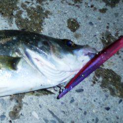 今シーズン初シーバス