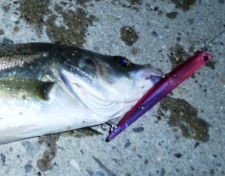 今シーズン初シーバス