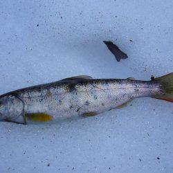 今年初の渓谷釣行