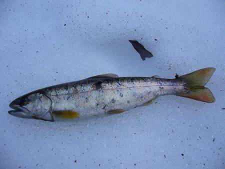 今年初の渓谷釣行