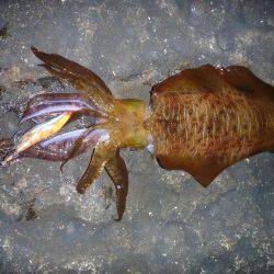 新規ポイントで