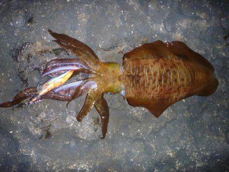 新規ポイントで