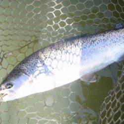 大安トラウトレイク 釣果