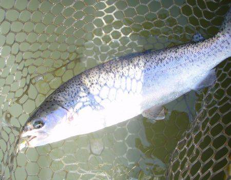 大安トラウトレイク 釣果