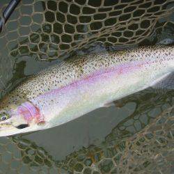 大安トラウトレイク 釣果