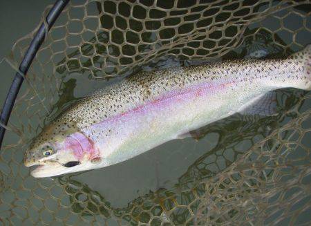 大安トラウトレイク 釣果