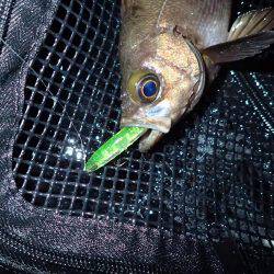 五目フラッタースリム絶好調♪