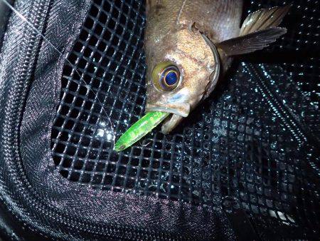 五目フラッタースリム絶好調♪