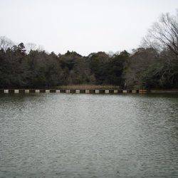 大安トラウトレイク 釣果