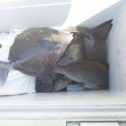 グレ不発でした・・