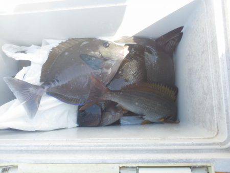 グレ不発でした・・