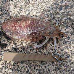 コウイカエギング