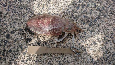 コウイカエギング