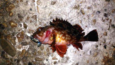 鳴門メバリング