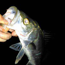 投げ釣りでシーバス