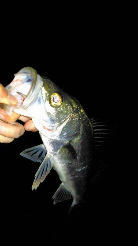 投げ釣りでシーバス