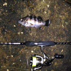 鳴門メバリング