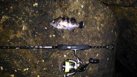 鳴門メバリング