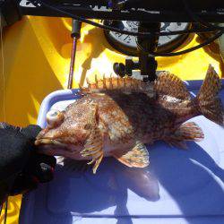 ジギング　ガシラ　