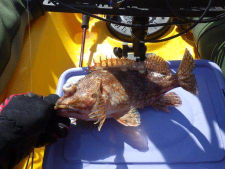 ジギング　ガシラ　