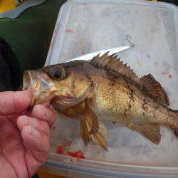 カヤック　ジギング