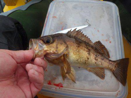 カヤック　ジギング