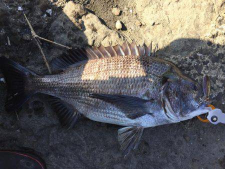 マダイよ、どこへ…
