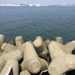 今年初シーバス